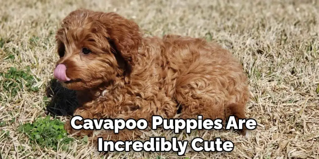 Cavapoo Puppies Are  Incredibly Cute