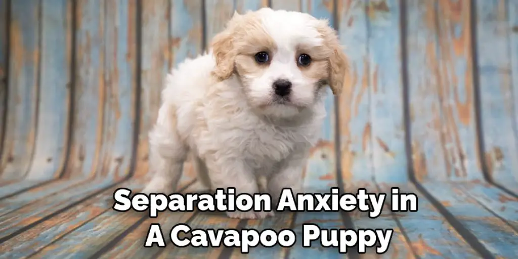 Separation Anxiety in  A Cavapoo Puppy