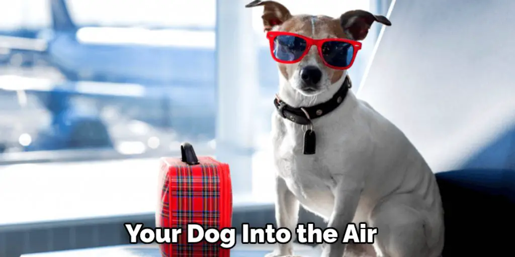 Your Dog Into the Air