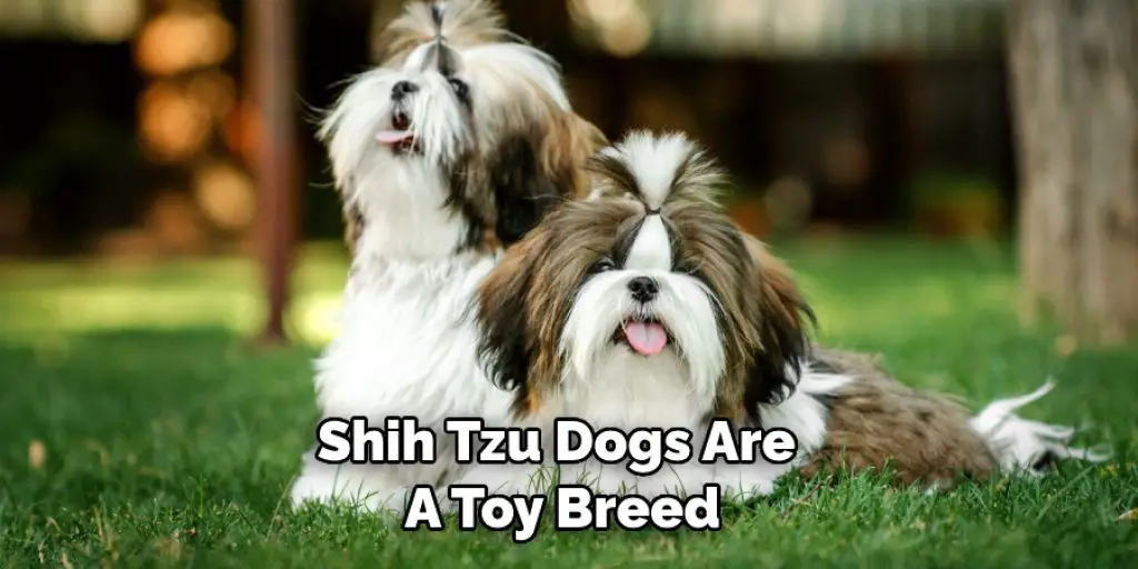 Shih Tzu Dogs Are  A Toy Breed