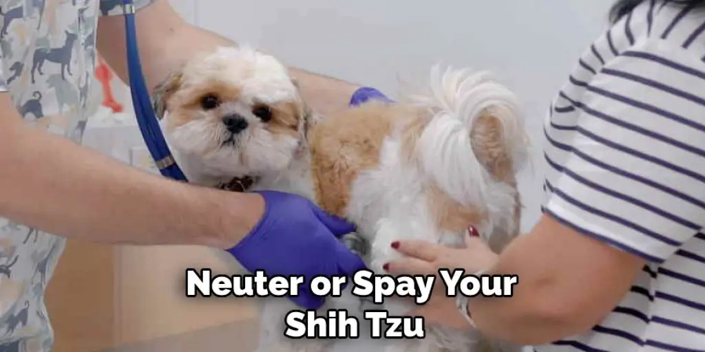 Neuter or Spay Your  Shih Tzu