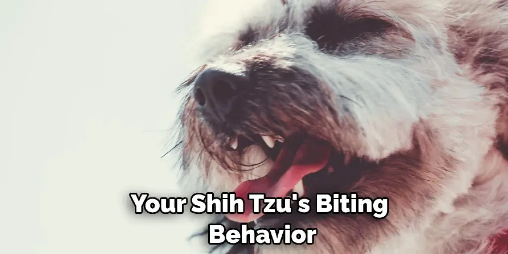  Your Shih Tzu's Biting  Behavior