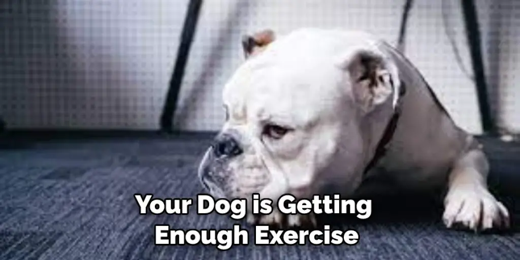 Your Dog is Getting  Enough Exercise