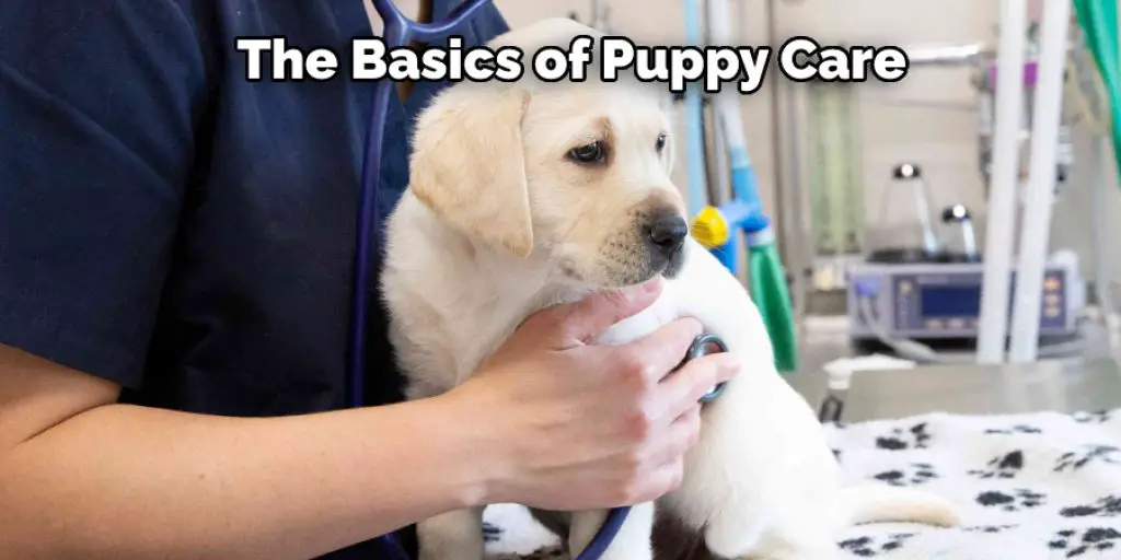 The Basics of Puppy Care