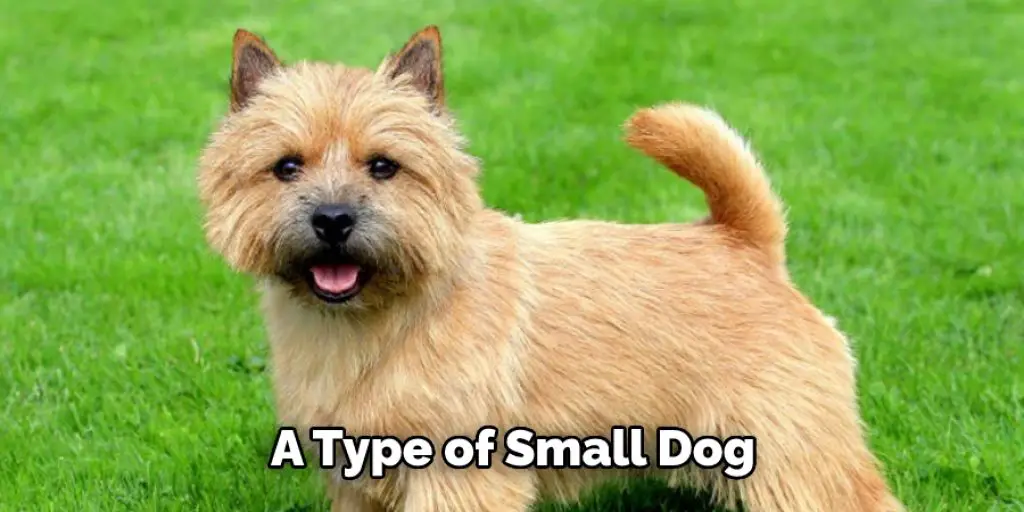 A Type of Small Dog