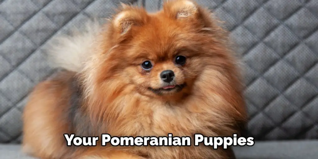 Your Pomeranian Puppies