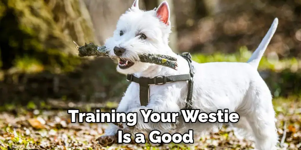 Training Your Westie  Is a Good