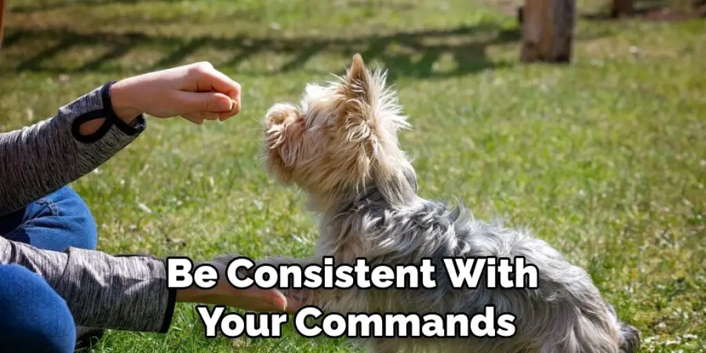 Be Consistent With  Your Commands