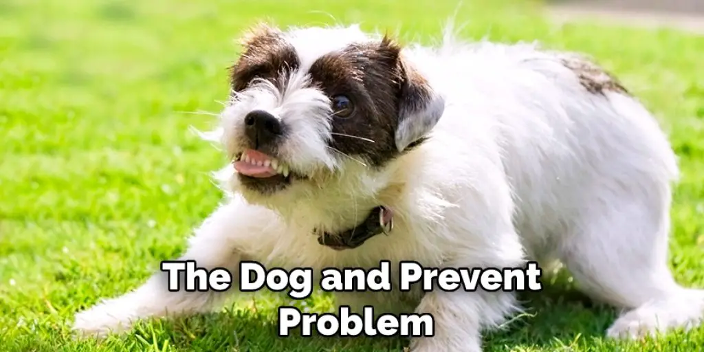 The Dog and Prevent  Problem