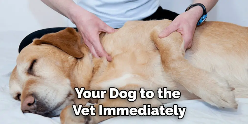 Your Dog to the  Vet Immediately