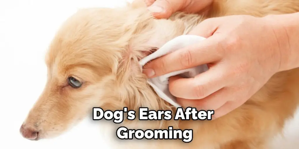 Dog's Ears After Grooming