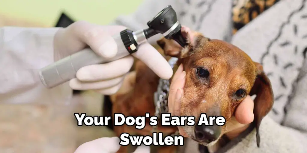 Your Dog's Ears Are  Swollen