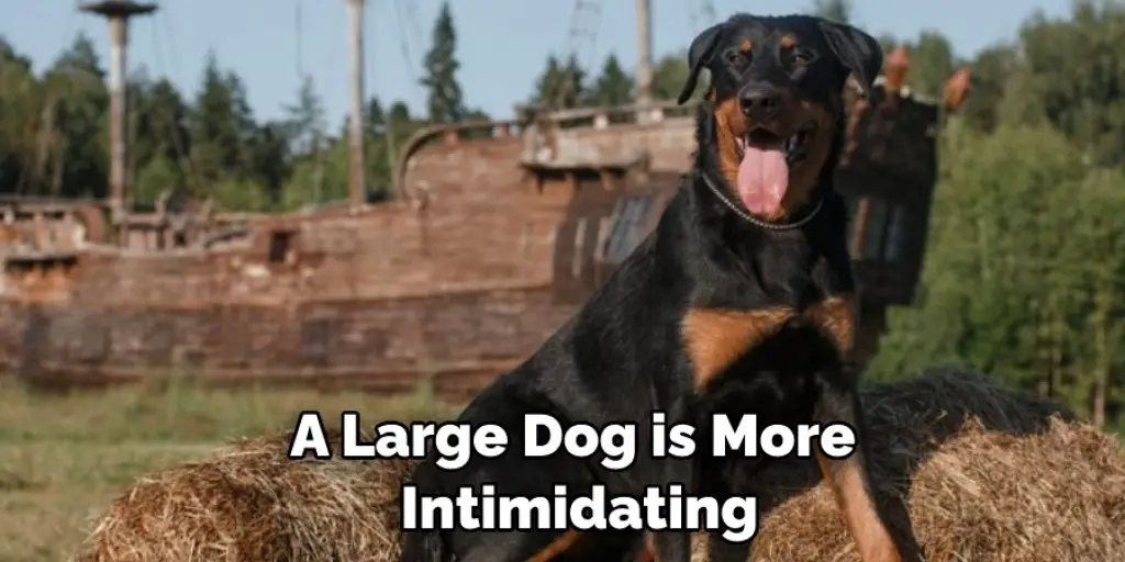 A Large Dog is More  Intimidating