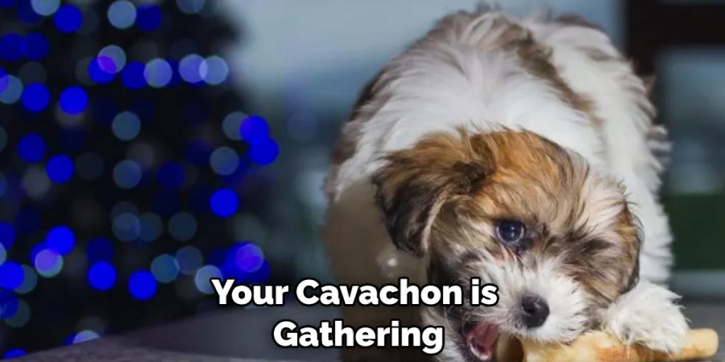 Your Cavachon is  Gathering