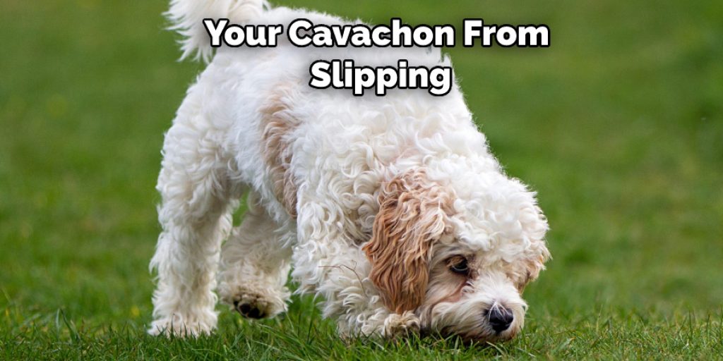 Your Cavachon From  Slipping