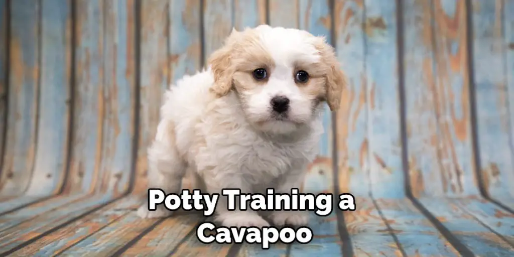 Potty Training a  Cavapoo