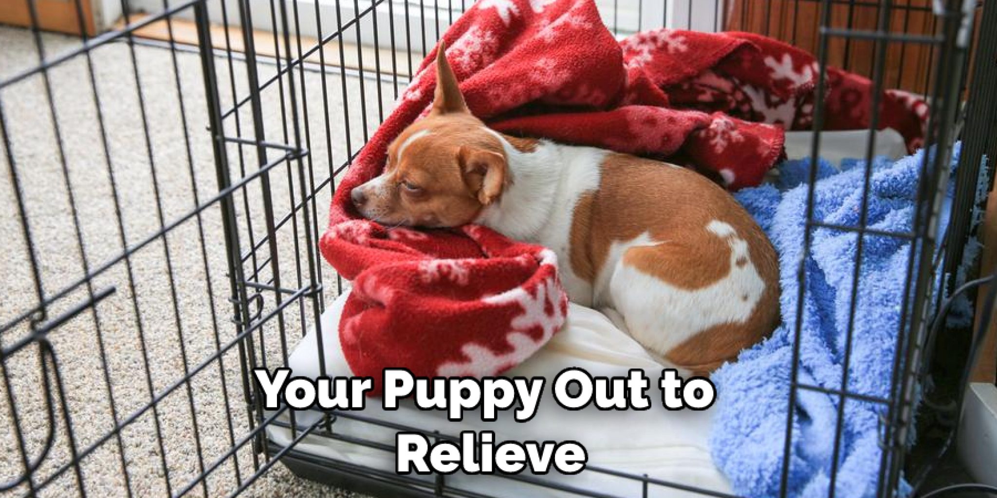 How to Potty Train a Cavapoo Puppy Explained in 09 Steps