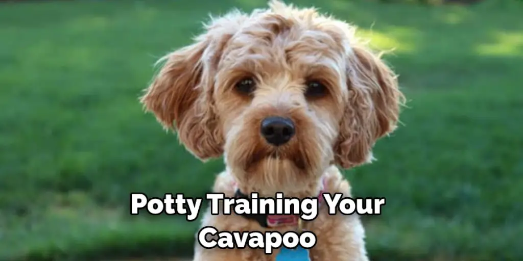  Potty Training Your  Cavapoo