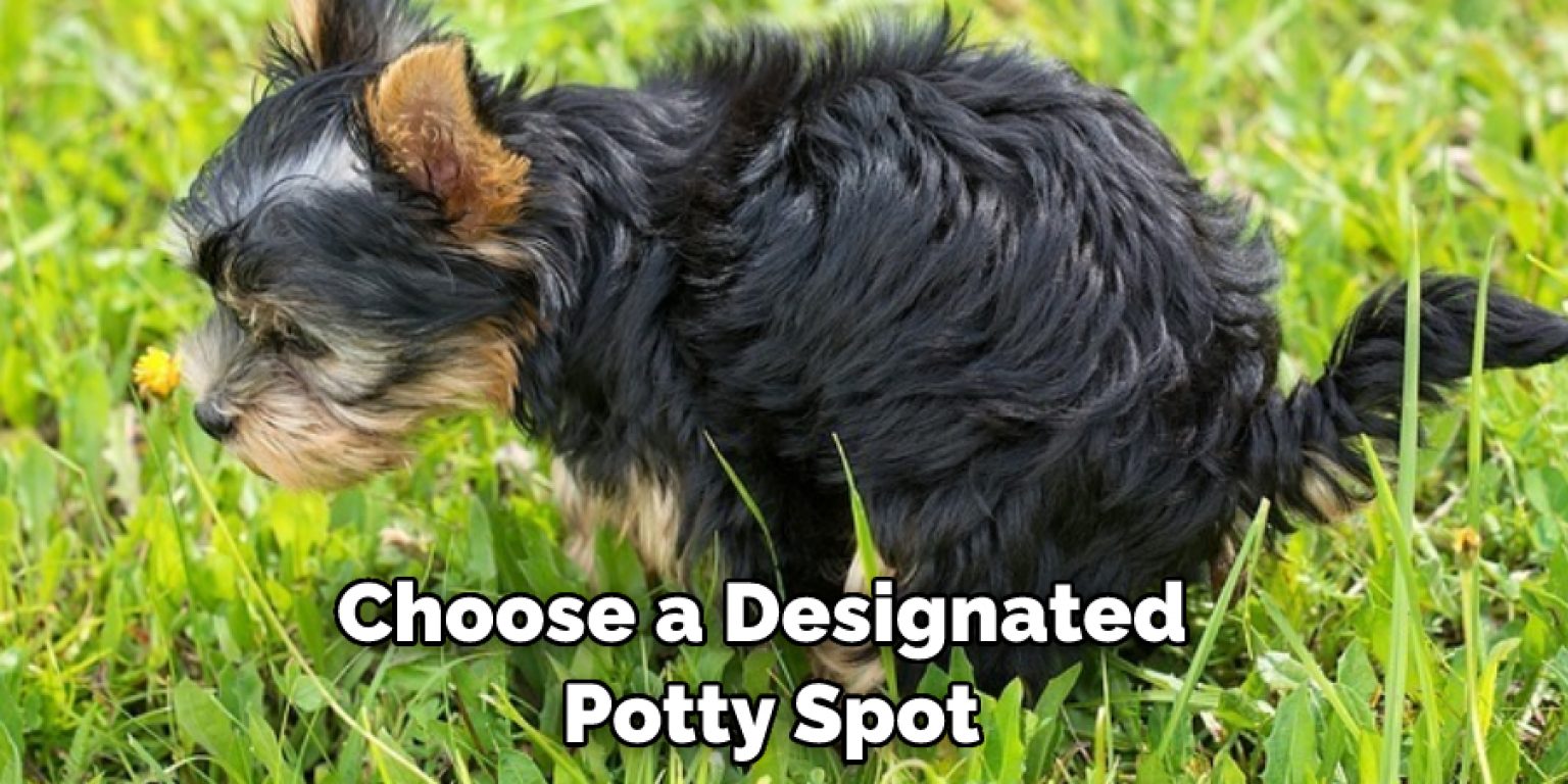 How to Potty Train a Cavapoo Puppy Explained in 09 Steps