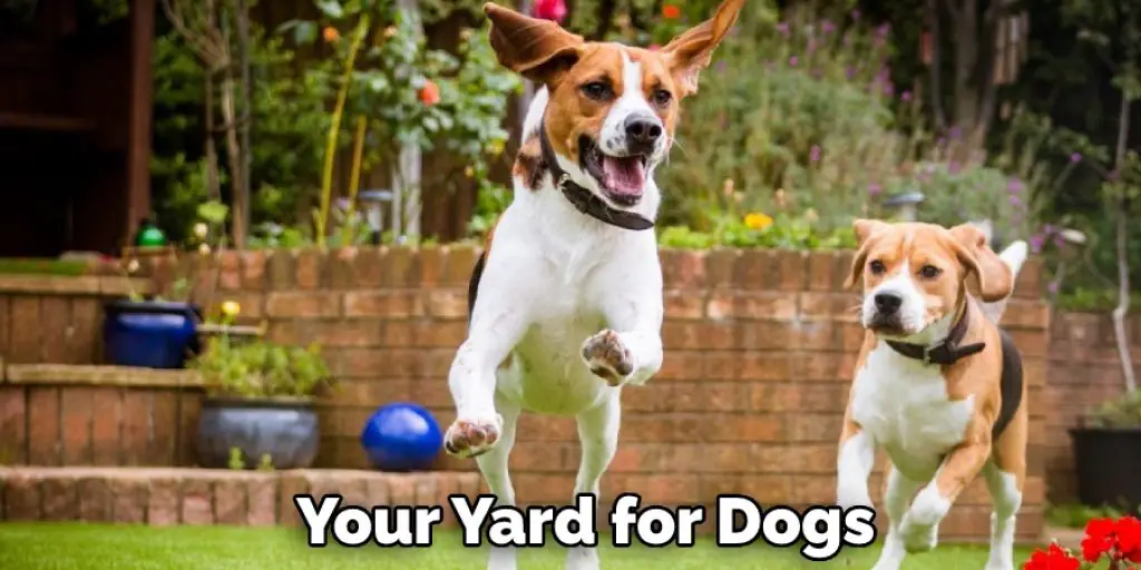 Your Yard for Dogs
