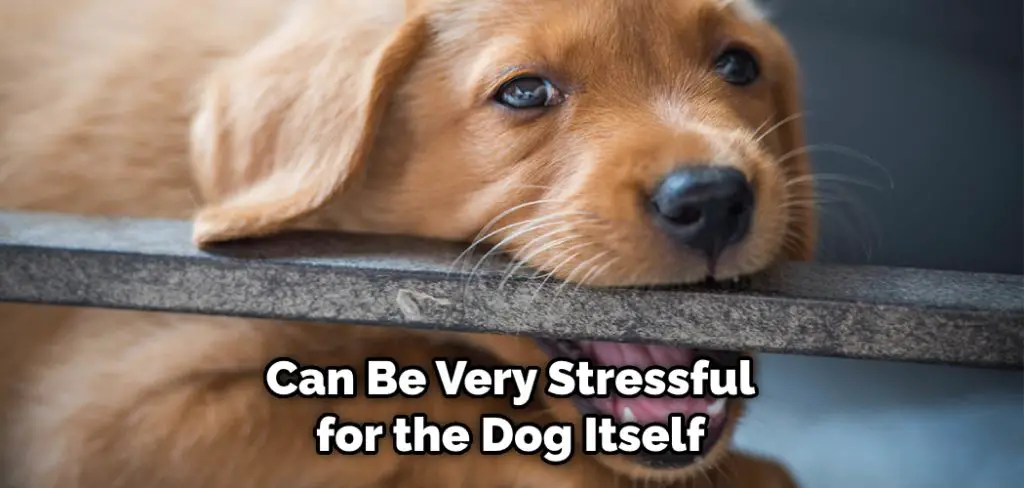 Can Be Very Stressful for the Dog Itself