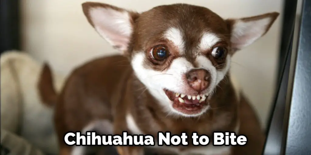 Chihuahua Not to Bite