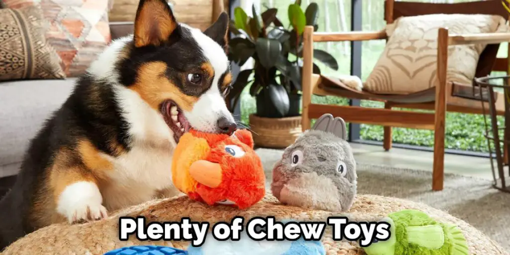 Plenty of Chew Toys