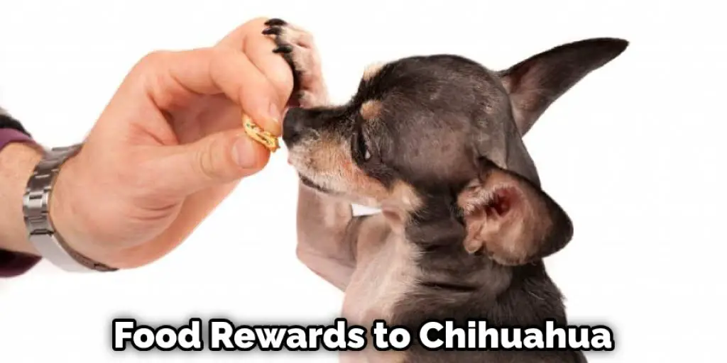 Food Rewards to Chihuahua