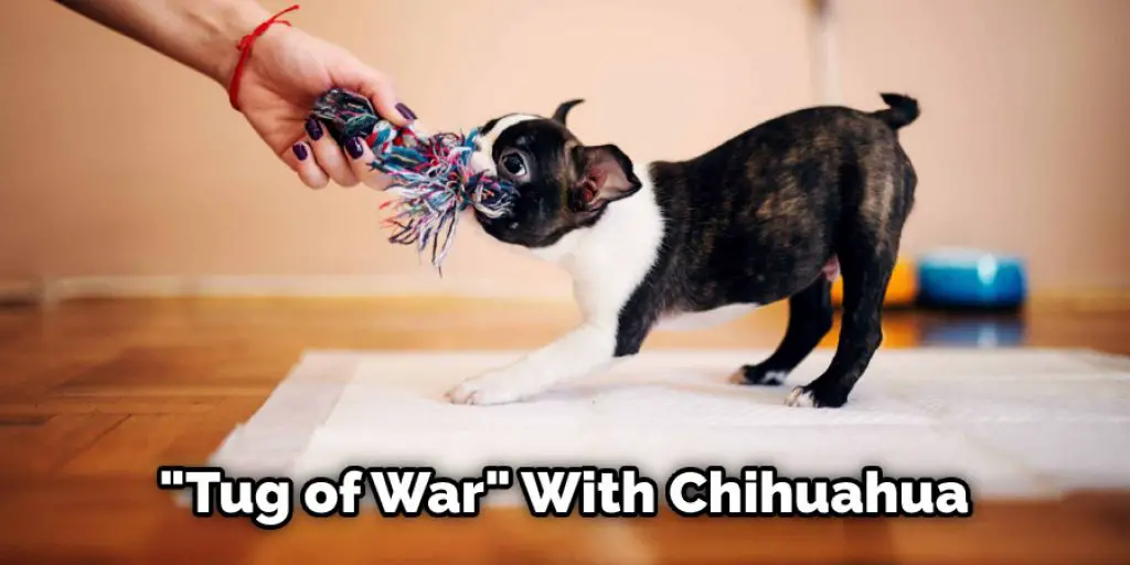 "Tug of War" With Chihuahua