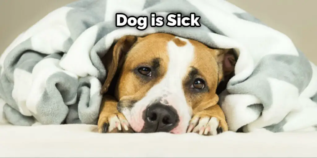 Dog is Sick