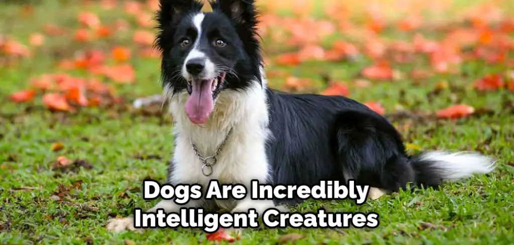 Dogs Are Incredibly Intelligent Creatures
