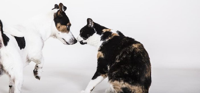 How to Get A Dog To Stop Being Aggressive Towards Cat