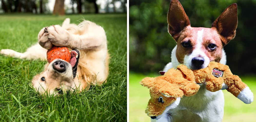 How to Get My Dog Interested in Toys