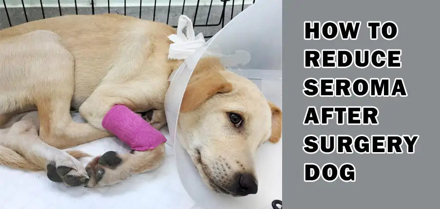 How to Reduce Seroma After Surgery Dog