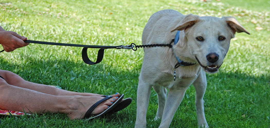 How to Walk a Reactive Dog 7 Ways to Follow (2025)