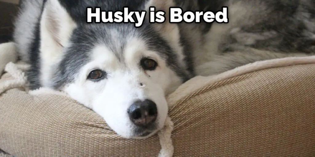 Husky is Bored