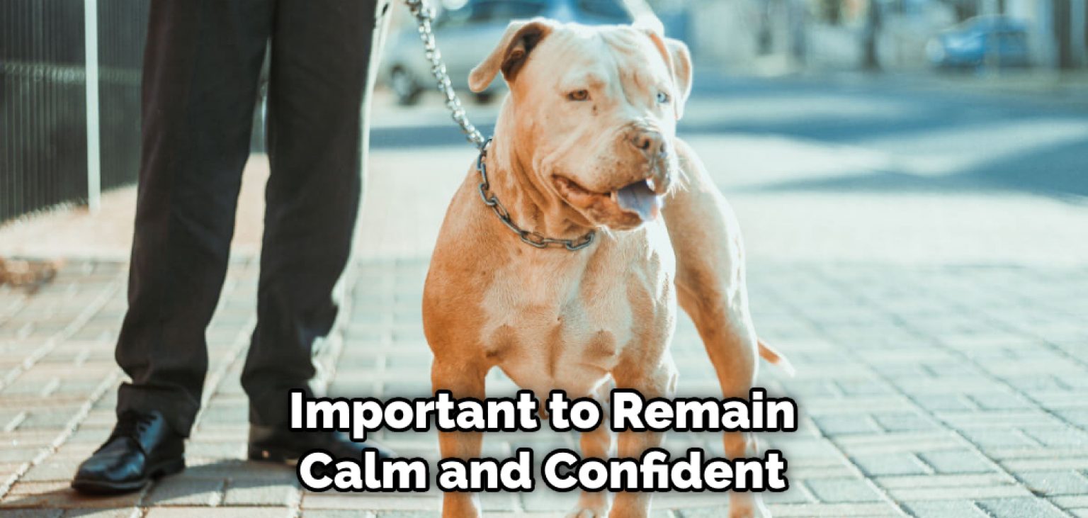how-to-walk-a-reactive-dog-7-ways-to-follow-2024