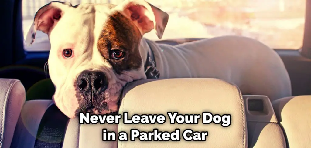 Never Leave Your Dog in a Parked Car