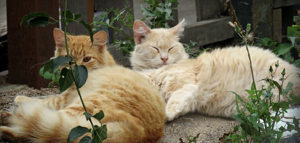 How To Keep Cats Cool Outside Explained In 10 Steps 2025 How to keep cats cool outside explained in 10 steps 2025