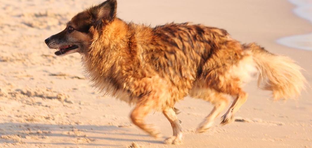 How to Get Sand Out Of Dog Fur Described in 08 Steps