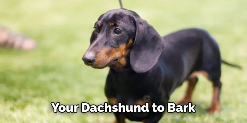 Your Dachshund to Bark