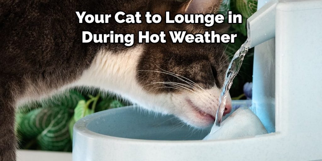  Your Cat to Lounge in  During Hot Weather