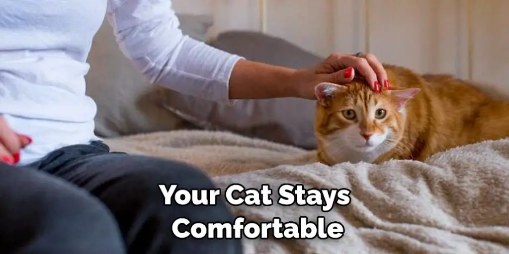 Your Cat Stays Comfortable