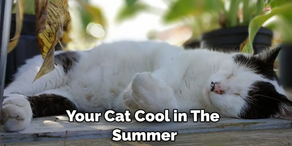 Your Cat Cool in The Summer