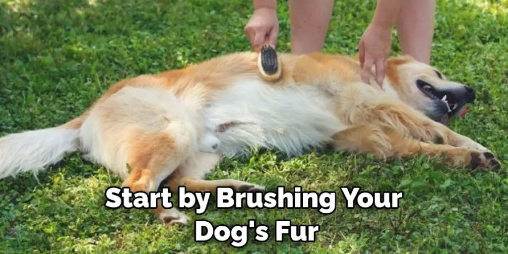 Start by Brushing Your  Dog's Fur