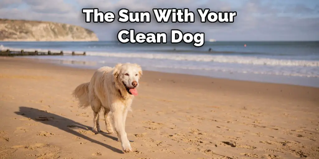 The Sun With Your  Clean Dog
