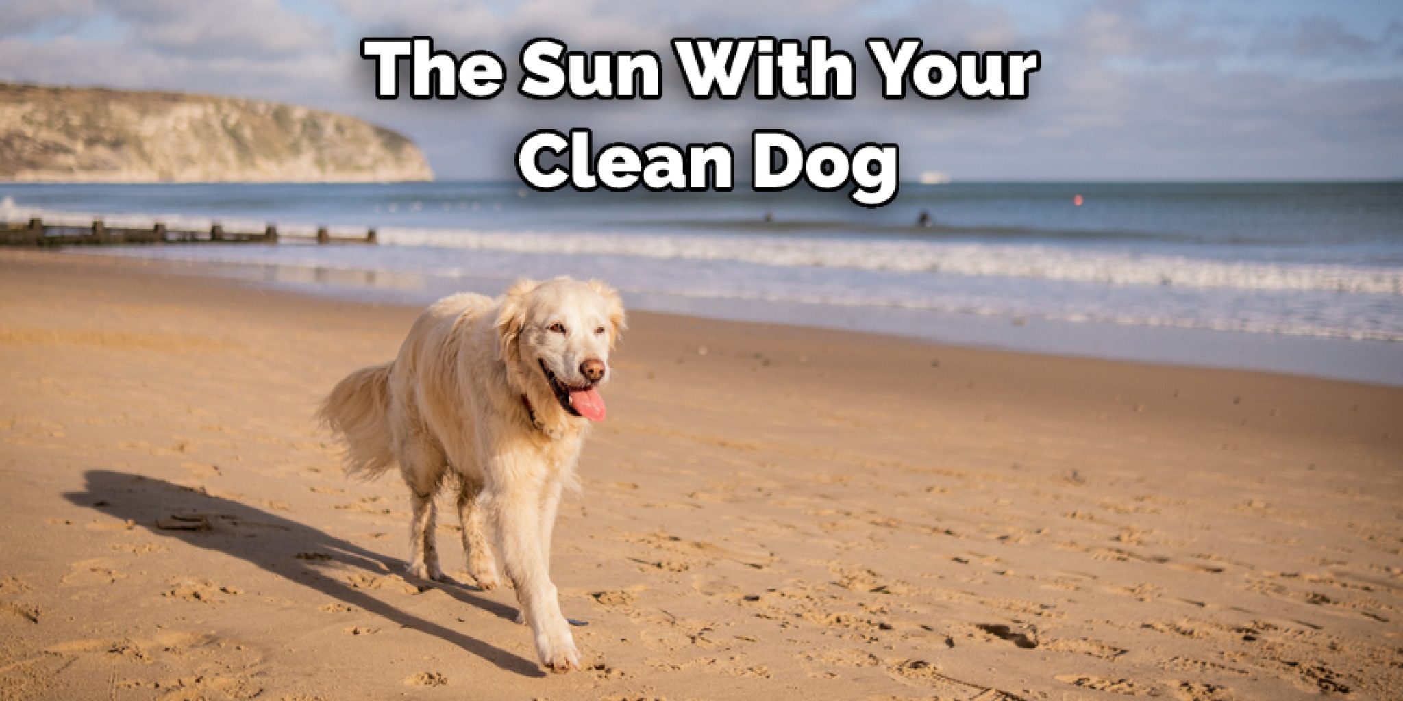 How to Get Sand Out Of Dog Fur Described in 08 Steps