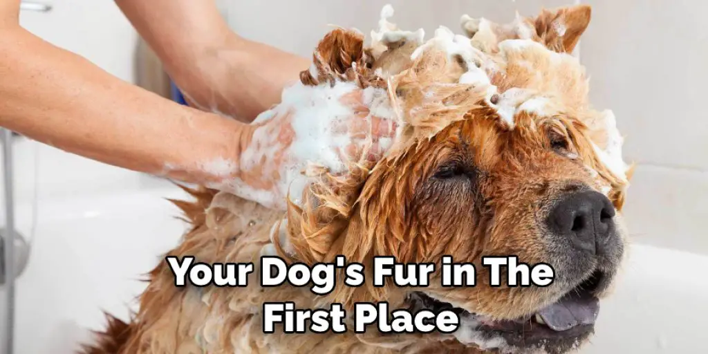 Your Dog's Fur in The First Place