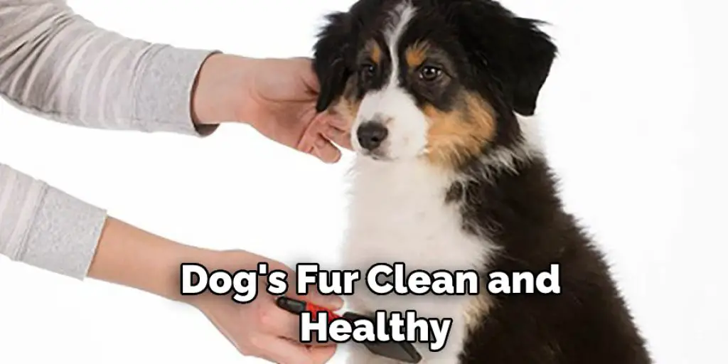 Dog's Fur Clean and  Healthy