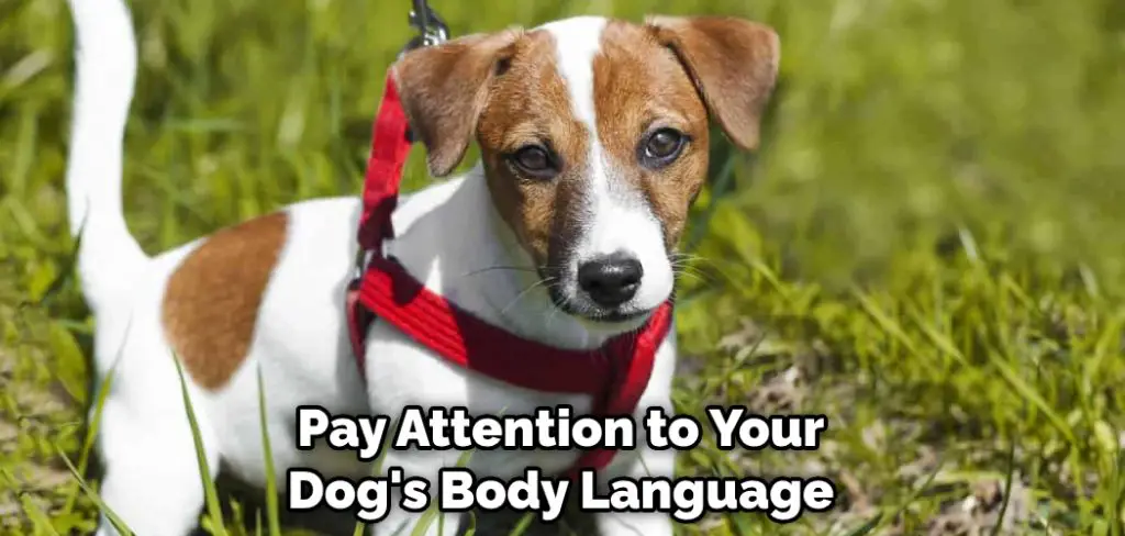 Pay Attention to Your Dog's Body Language